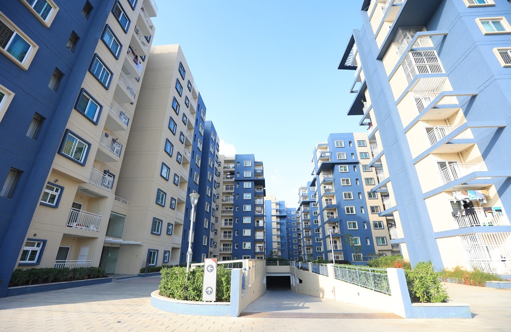 Brigade Meadows Plumeria